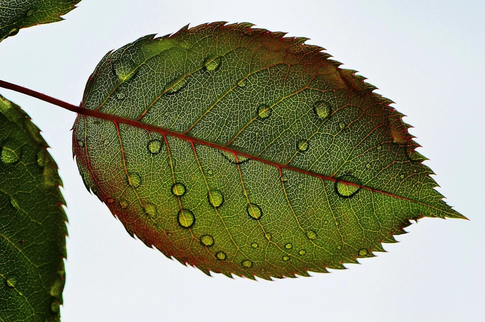 A decorative images of a leaf close up.